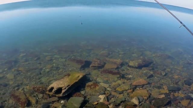 Потрясающая ловля пеленгаса на Азовском море. смотреть онлайн