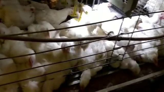 Фронт кормления при клеточном содержании бройлеров смотреть онлайн