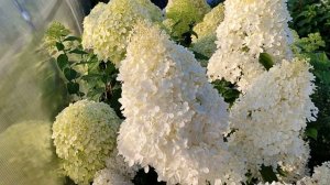 Метельчатая гортензия Мэджикал Свит Саммер