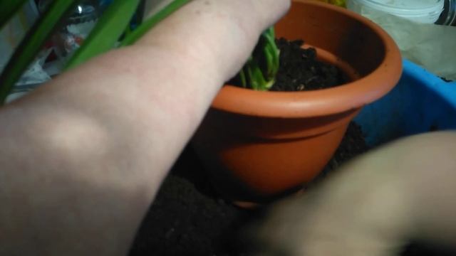 Тестирую грунт из Светофора.Пересаживаю Хлорофитум Выделяет очень много кислорода . смотреть онлайн