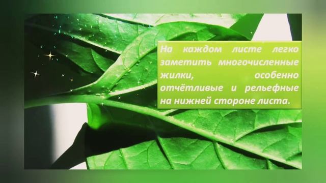 "Школа юного исследователя. Внешнее строение листа. Простые и сложные листья" смотреть онлайн