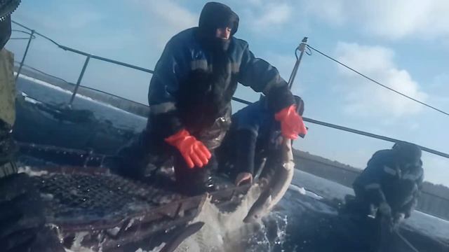 Как мы осетра черпали руками смотреть онлайн