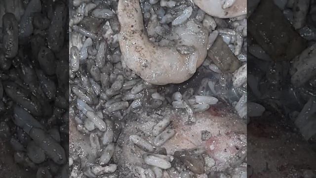 #paella #arroznegro Замороженный "Чёрный рис" - паэлья с каракатицей. Вкусно и быстро смотреть онлайн