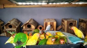 Неразлучный мир попугаев (видео первое, кормление неразлучников)