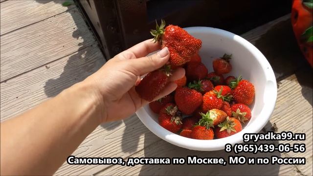 Рассада Земклуника Купчиха от магазина грядка99 рф Обзор сорта смотреть онлайн