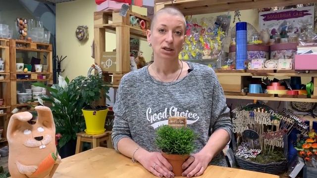 Танцующие кости или мужские слёзы? | Хатиора - неприхотливый суккулент.