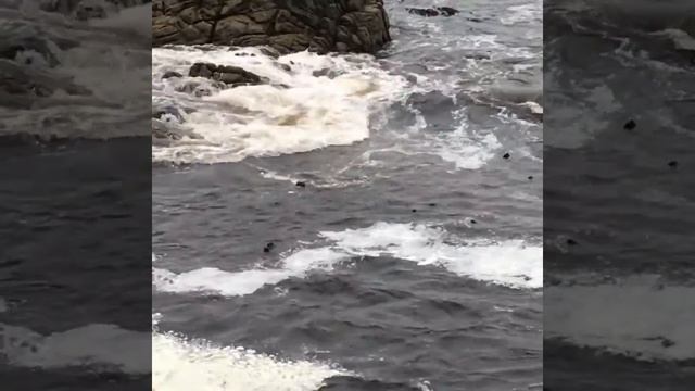 Sea otter (Enhydra lutris) opening shellfish. смотреть онлайн