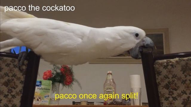 Pacco The Cockatoo - Split, Spagat / Kakadu какаду попугай