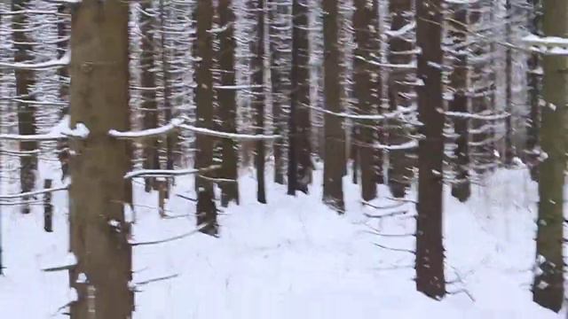 Зимний лес снятый зимней зимой смотреть онлайн