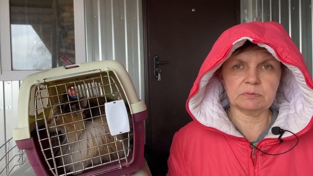 Спасение животных/ Лиза стала кидаться на приютивших её людей смотреть онлайн