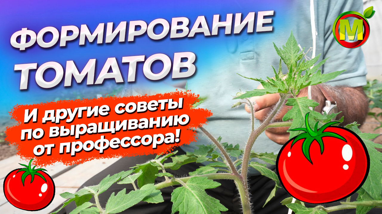 КАК ФОРМИРОВАТЬ и ПАСЫНКОВАТЬ ТОМАТЫ? Как подвязывать томаты? смотреть онлайн