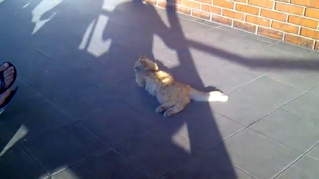 Как правильно мыть пол с помощью кота.