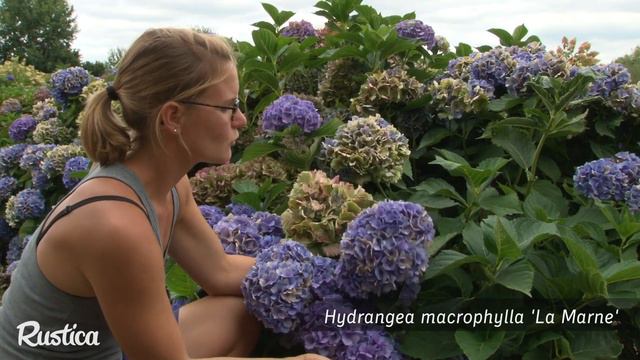 Des hortensias pour faire des bouquets secs смотреть онлайн