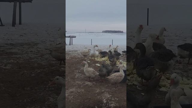 кормление гусей во время яйцекладки