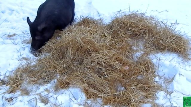 Вислобрюхие поросята без/со свиноматкой. Минусы и плюсы чистопородности вислобрюхих свиней смотреть онлайн