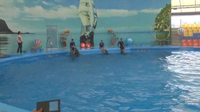 Таиланд. Пхукет (NEMO DOLPHINS BAY PHUKET) Классное шоу дельфинов смотреть онлайн