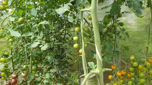 Запомните! Это просто супер сорт томата. Урожайный и безумно вкусный. смотреть онлайн