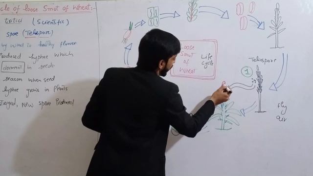 Life Cycle of loose smut of Wheat (Ustilago tritici) l Biology 11th | Chapter 8 Fungi Hindi/urdu смотреть онлайн