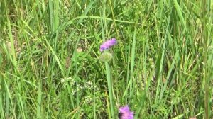 Зелёные поля. Ансамбль Братья Фор.