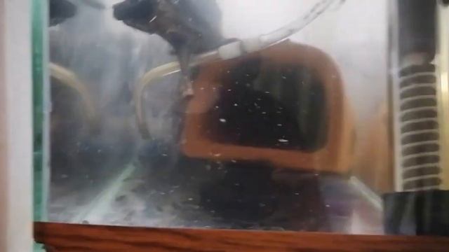 Нерест Хромисов - Красавцев и Демасони, подмены воды. смотреть онлайн