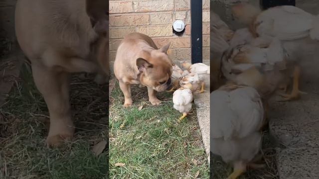 Baby chicks curious about their Frenchie brother! смотреть онлайн