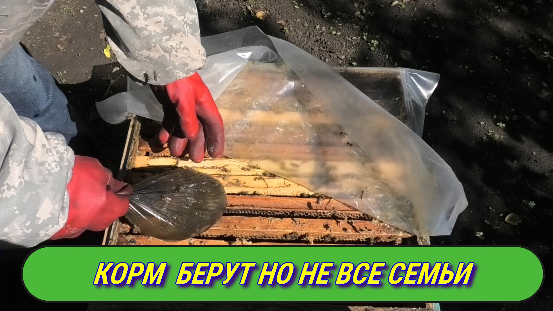 ПЧЁЛЫ ОСЕНЬЮ.ПОДКОРМ ЗАКОНЧЕН ПЧЕЛИННЫХ СЕМЕЙ..mp4 смотреть онлайн