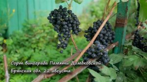 Сорт винограда Памяти Домбковской. ? Описание сорта винограда Памяти Домбковской.