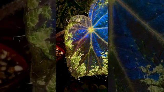 Бегония Old Blue ? Гибрид Бегонии U489 и Бегонии Sizemoreae смотреть онлайн