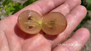 Виноград  Никитон. 30 июля 2024 год. Новороссийск.