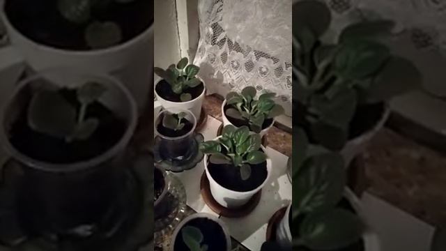 Обуначимиздан келган видео