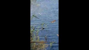 Поход/рыбалка в одну поплавковую удочку с берега. Залив р. Самара г. Терновка Днепропетровской обл.