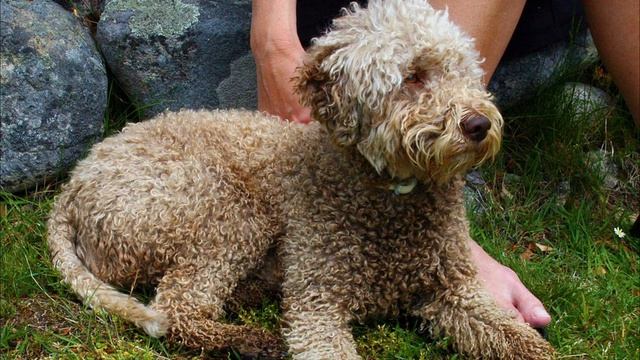 TOP 20 Italian Dog Breed List смотреть онлайн