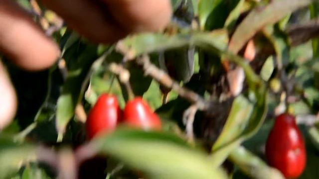 Экзотический кизил смотреть онлайн