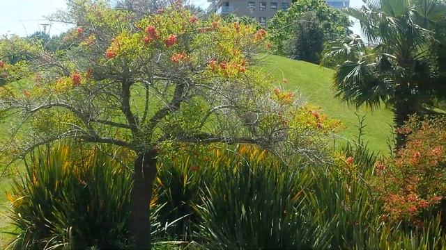 Эритрина - экзотическое дерево. смотреть онлайн