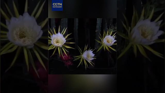 Природные рецепты для здоровья