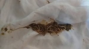 Гельминты в кале,после пирантела