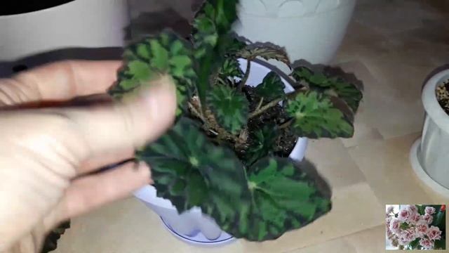 КОМНАТНЫЕ ЦВЕТЫ. смотреть онлайн