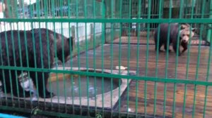 Бой медведей.ШОК