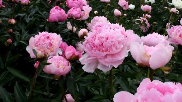 Lactiflora Angel Cheeks | R2 Flowers BV | Peonies смотреть онлайн