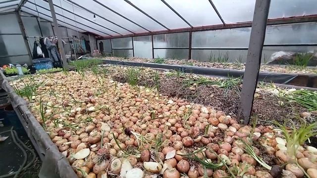 Выращивание лука на перо и салата на продажу как бизнес идея смотреть онлайн