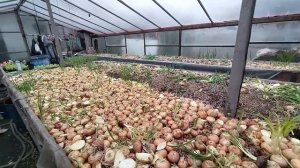 Выращивание лука на перо и салата на продажу как бизнес идея