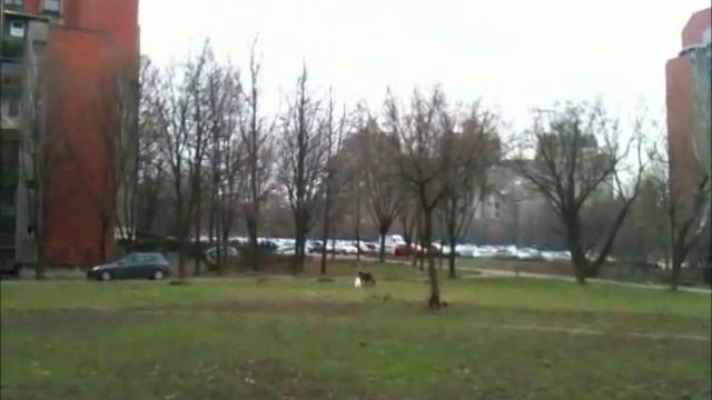 Mini Schnauzer vs Airedale Terrier смотреть онлайн