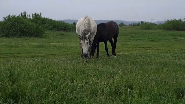 Unveiling the Power of the Polka Dot Horse and the Serenity of grass 2 Relax смотреть онлайн