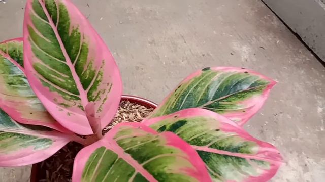 Review Tanaman Hias AGLONEMA LOTUS DELIGHT Super Cantik