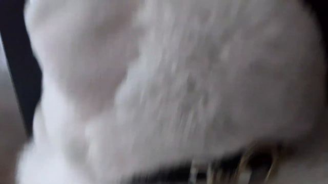 если бы котики ходили в школу контрольная смотреть онлайн