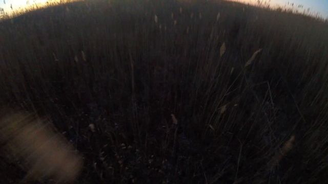 Қызылорда, Қырғауылға аңшылық | Охота на фазана в Кызылорде смотреть онлайн