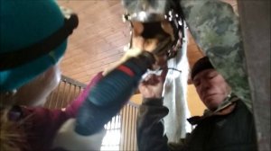 Подпиливаем зубы лошади