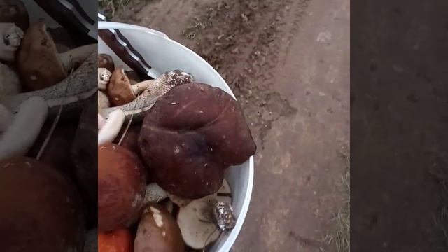 ТИХАЯ ОХОТА СБОР ГРИБОВ / СЪЕДОБНЫЕ ГРИБЫ В ЧУВАШИИ смотреть онлайн