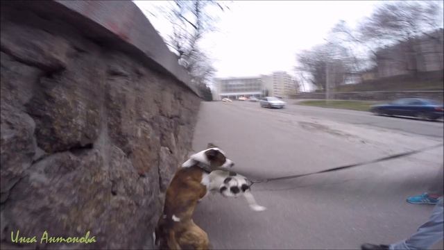 Французский бульдог против Американского стаффордширского терьера/French Bulldog vs Amstaffteriere смотреть онлайн