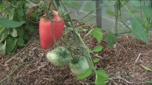 Сорт томата Воловье ухо // Секреты хороших урожаев.